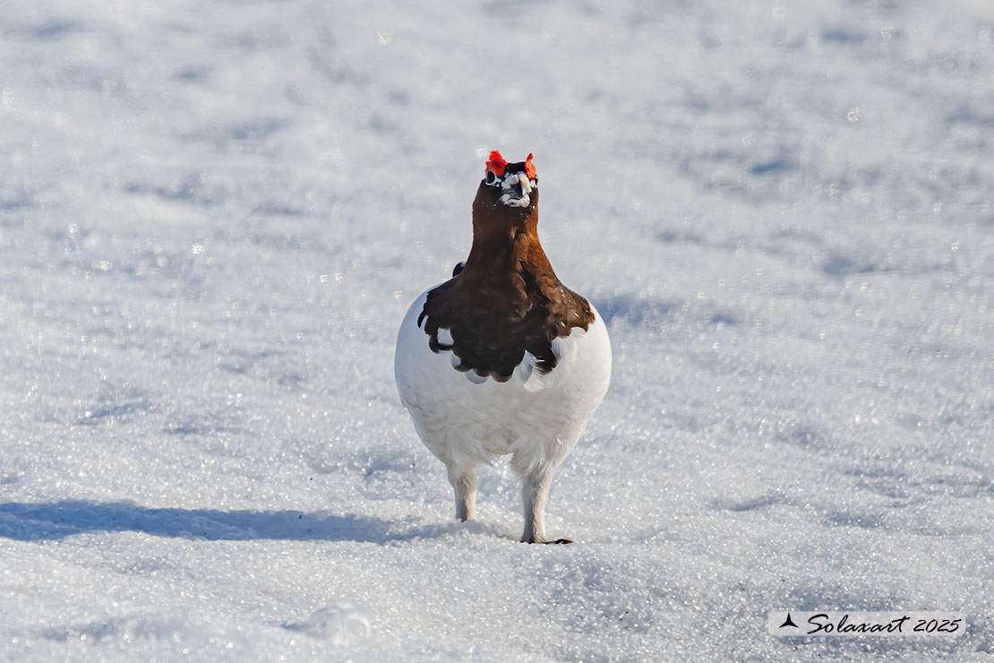 Lagopus lagopus - Pernice bianca nordica - Willow Grouse