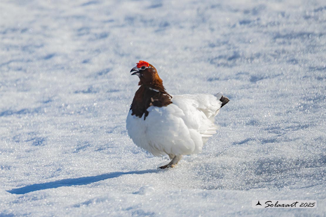 Lagopus lagopus - Pernice bianca nordica - Willow Grouse