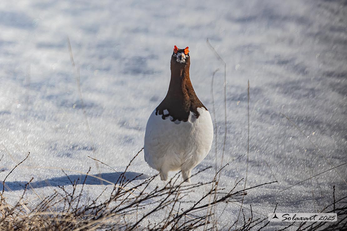 Lagopus lagopus - Pernice bianca nordica - Willow Grouse