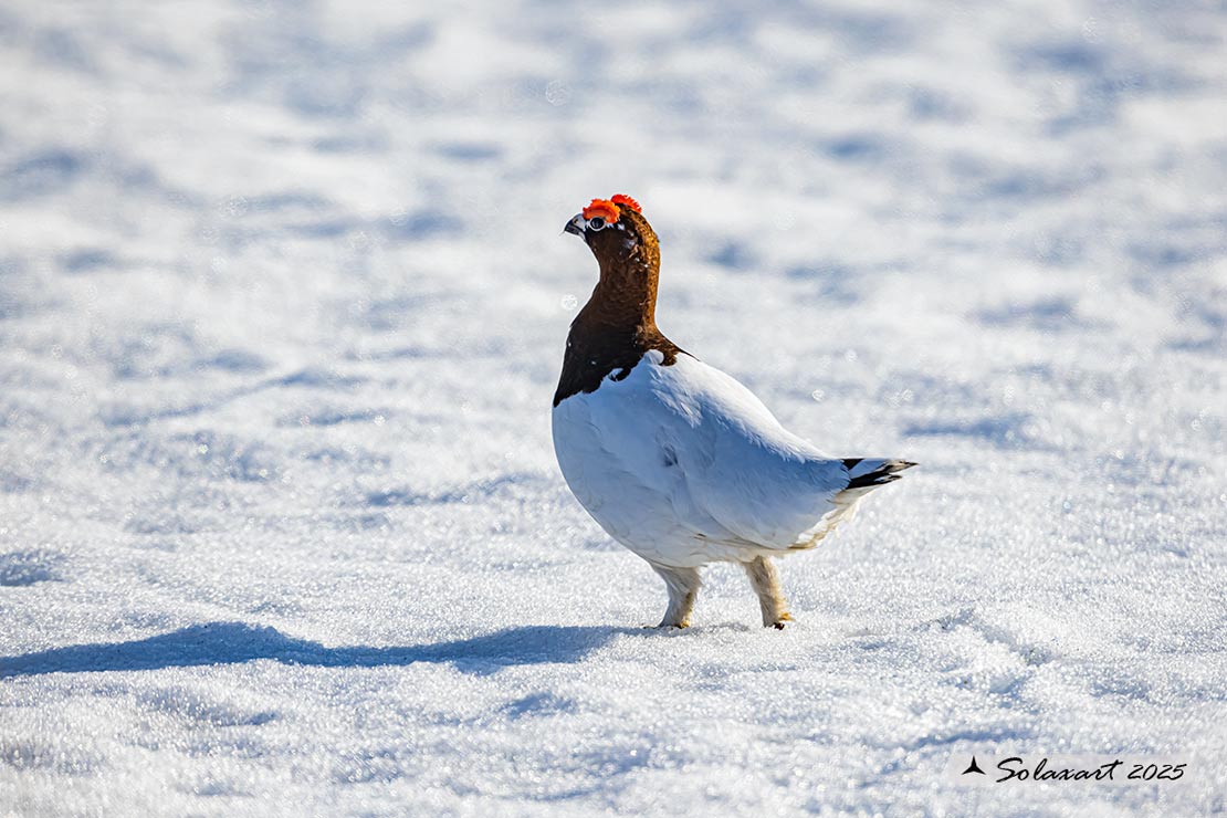 Lagopus lagopus - Pernice bianca nordica - Willow Grouse