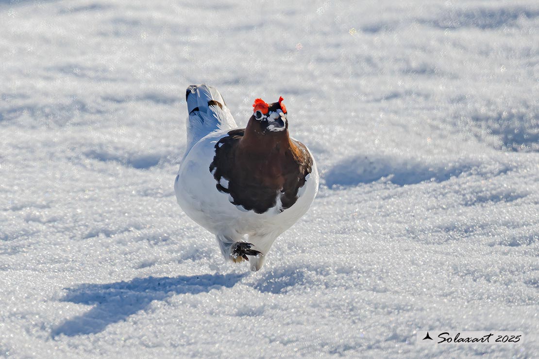 Lagopus lagopus - Pernice bianca nordica - Willow Grouse