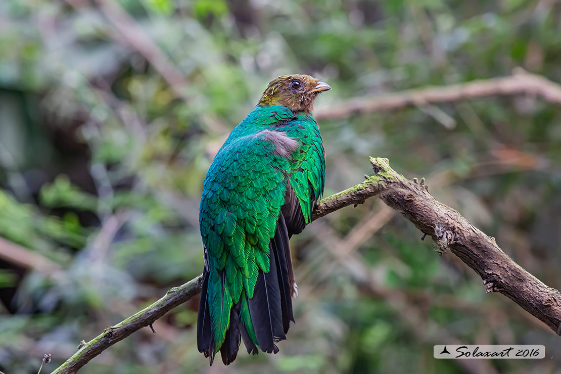 Pharomachrus mocinno: Quetzal splendente femmina); Resplendent quetzal (female)