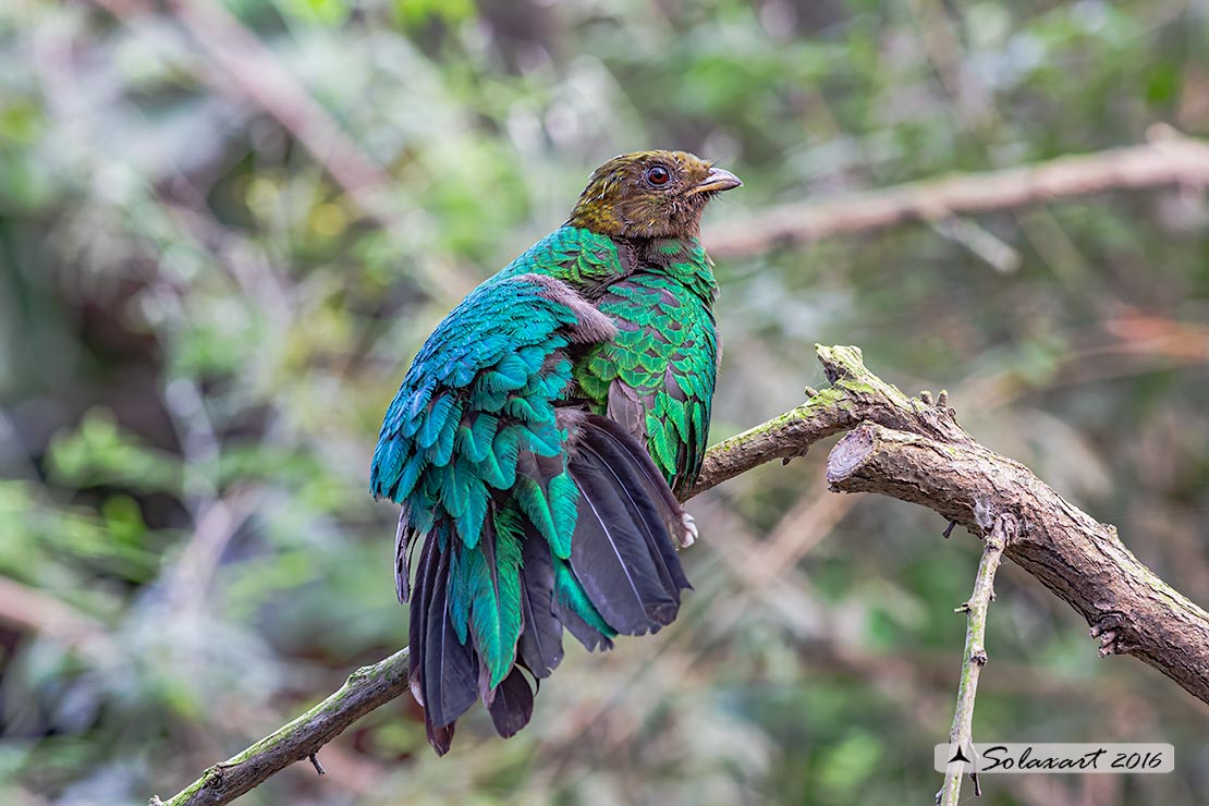 Pharomachrus mocinno: Quetzal splendente femmina); Resplendent quetzal (female)