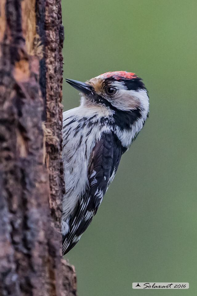 Dendrocopos minor :  Picchio Rosso minore (maschio);  Lesser Spotted Woodpecker  (male)