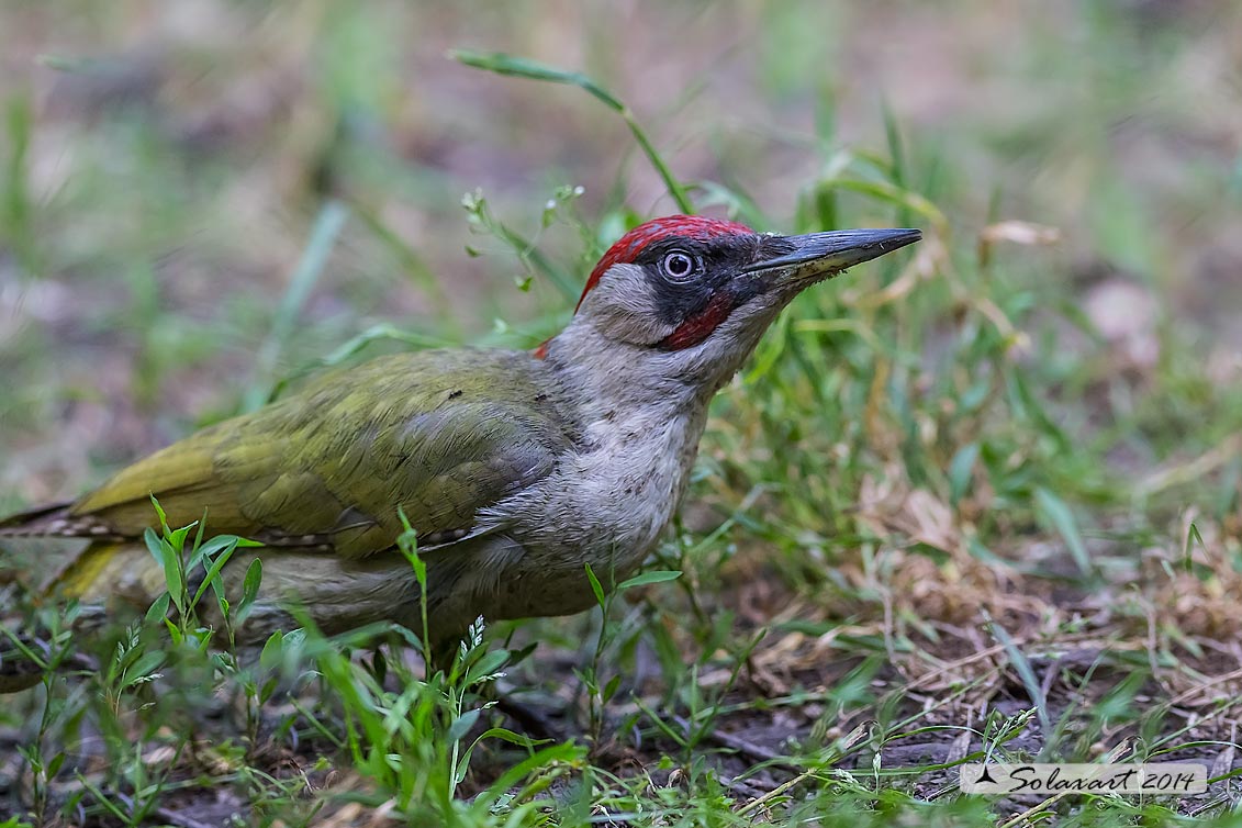 Picus viridis: Picchio verde; European Green Woodpecker