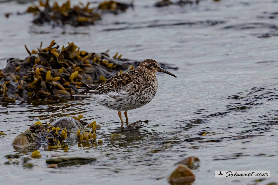 Calidris maritima: Piovanello violetto; Purple sandpiper
