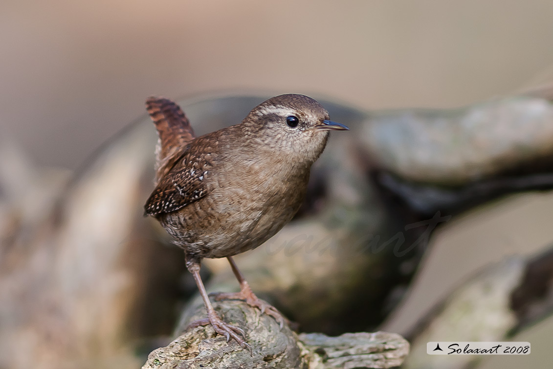 Troglodytes troglodytes: Scricciolo; Eurasian Wren