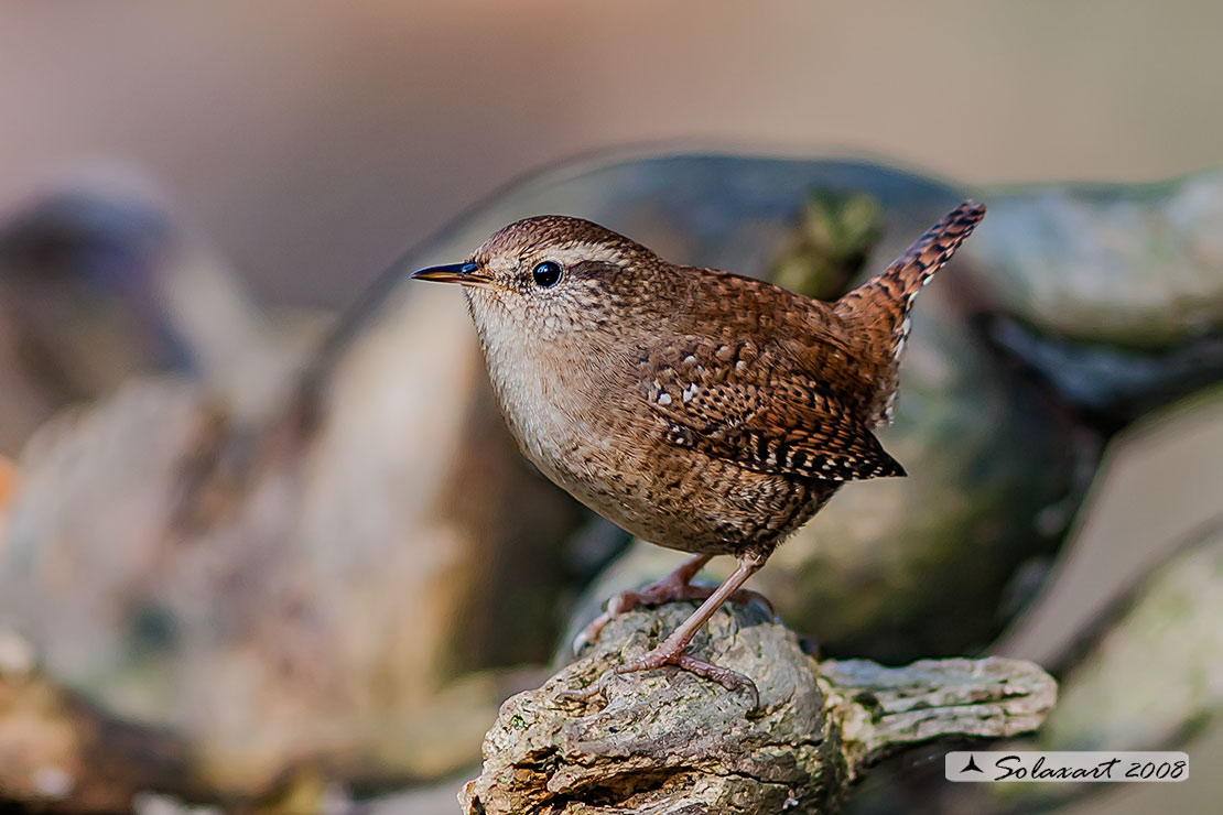 Troglodytes troglodytes: Scricciolo; Eurasian Wren