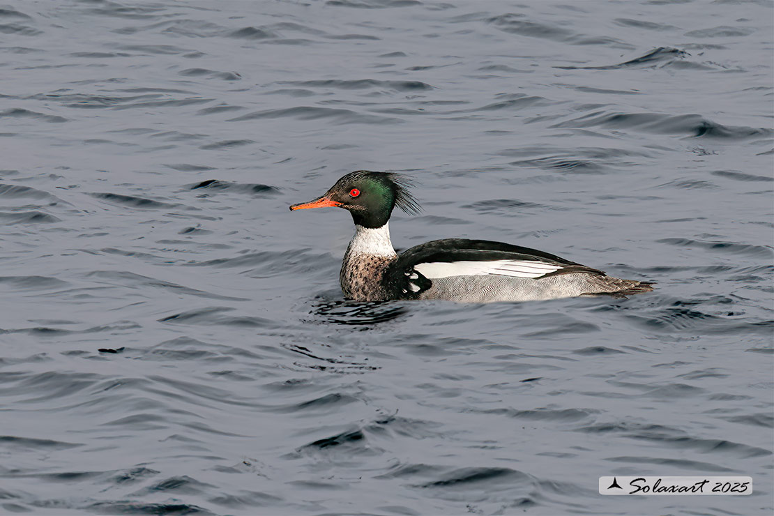 Mergus serrator: Smergo minore; Red-breasted merganser