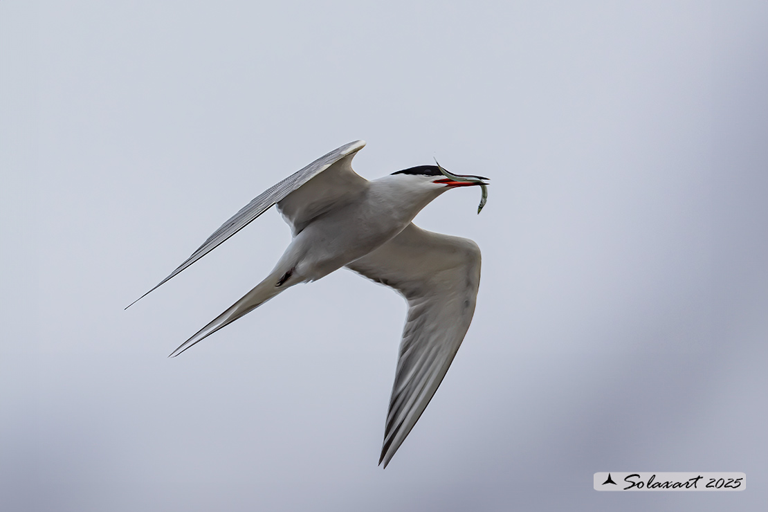 Sterna paradisaea - Sterna artica - Arctic tern