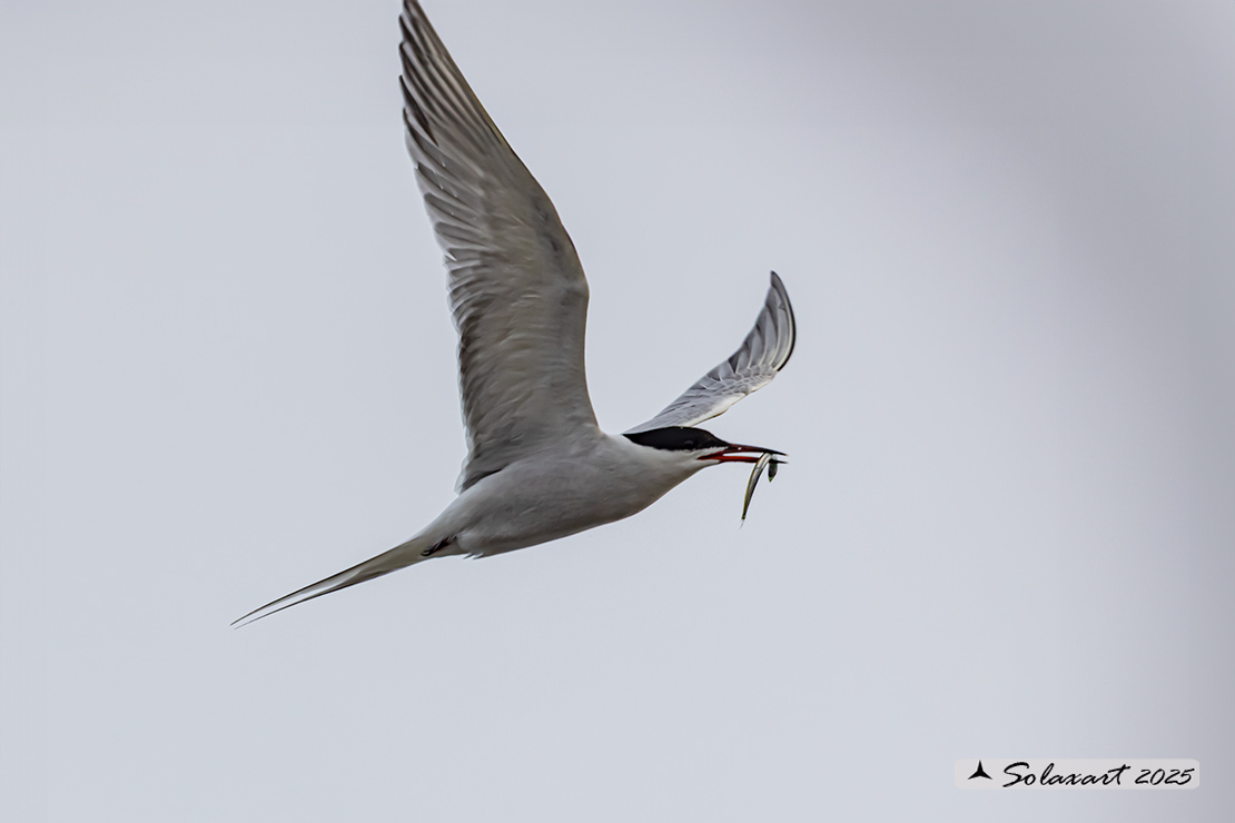 Sterna paradisaea - Sterna artica - Arctic tern