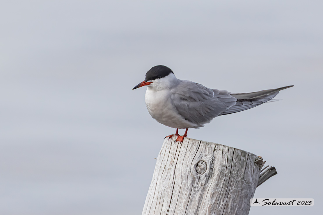 Sterna paradisaea - Sterna artica - Arctic tern