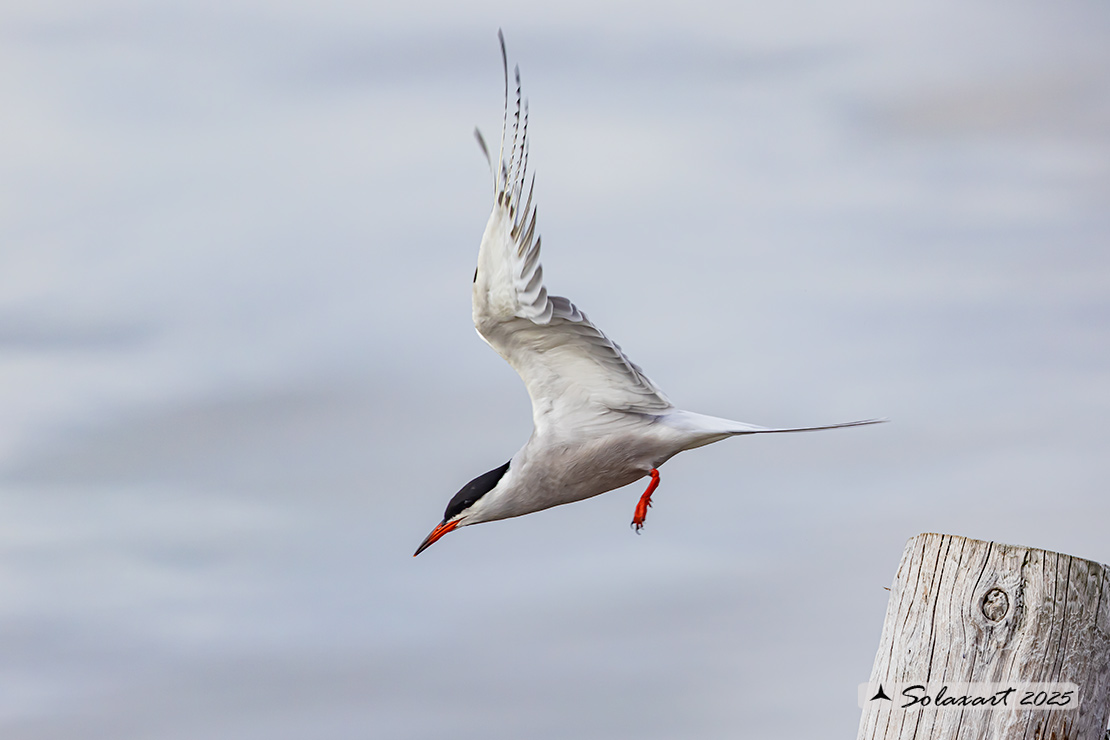 Sterna paradisaea - Sterna artica - Arctic tern