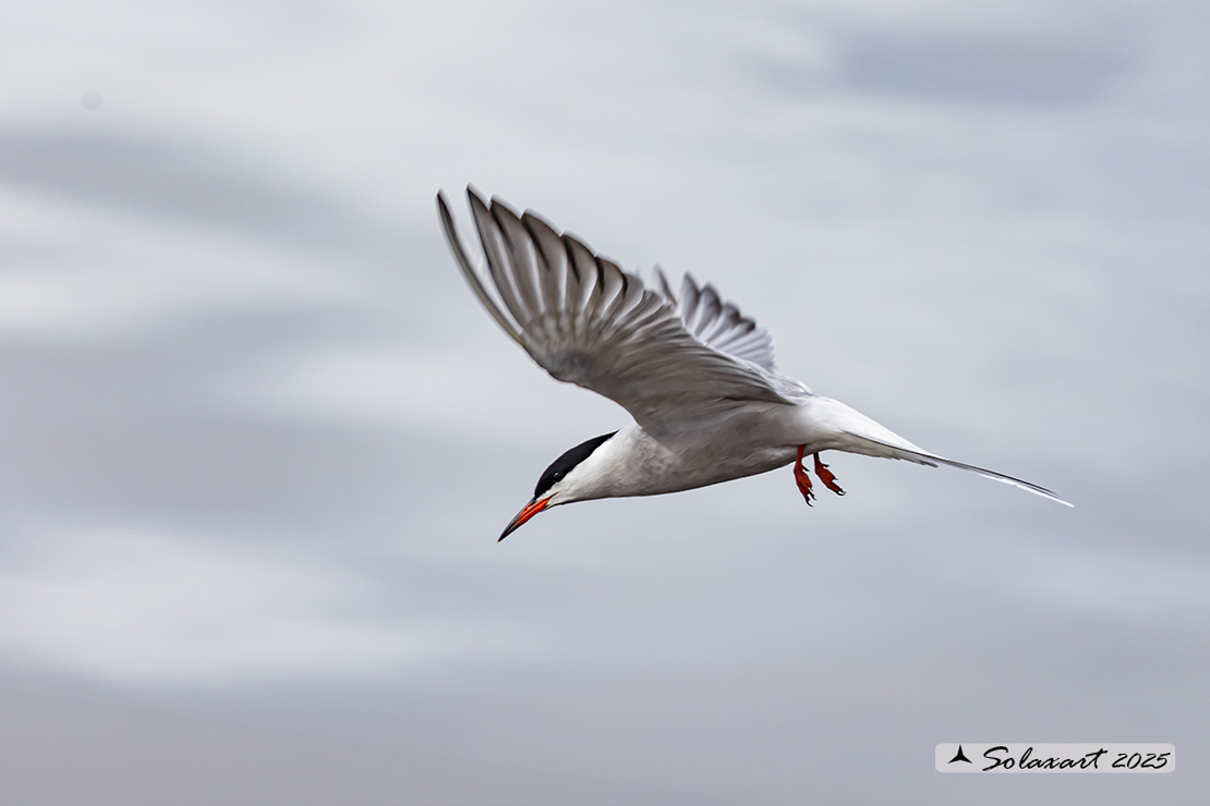 Sterna paradisaea - Sterna artica - Arctic tern