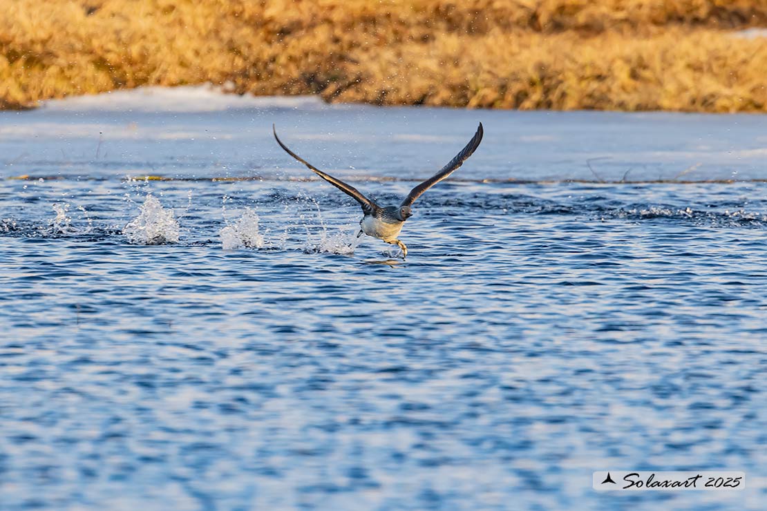 Gavia stellata - Strolaga minore - Red-throated loon or diver