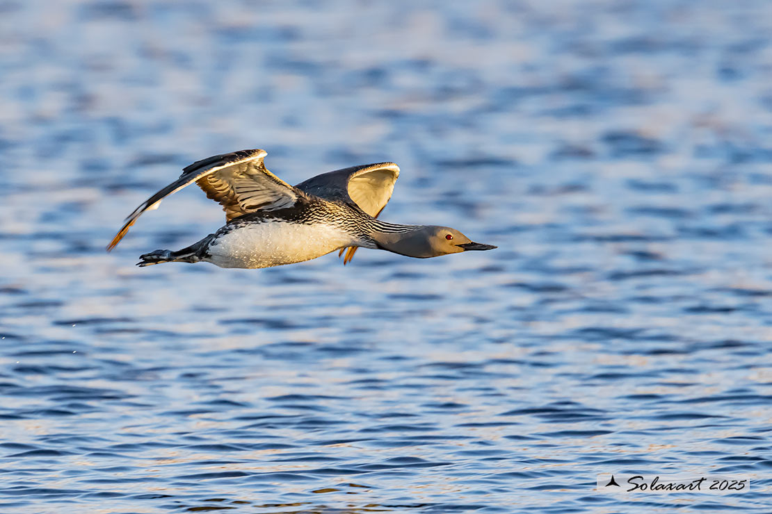 Gavia stellata - Strolaga minore - Red-throated loon or diver