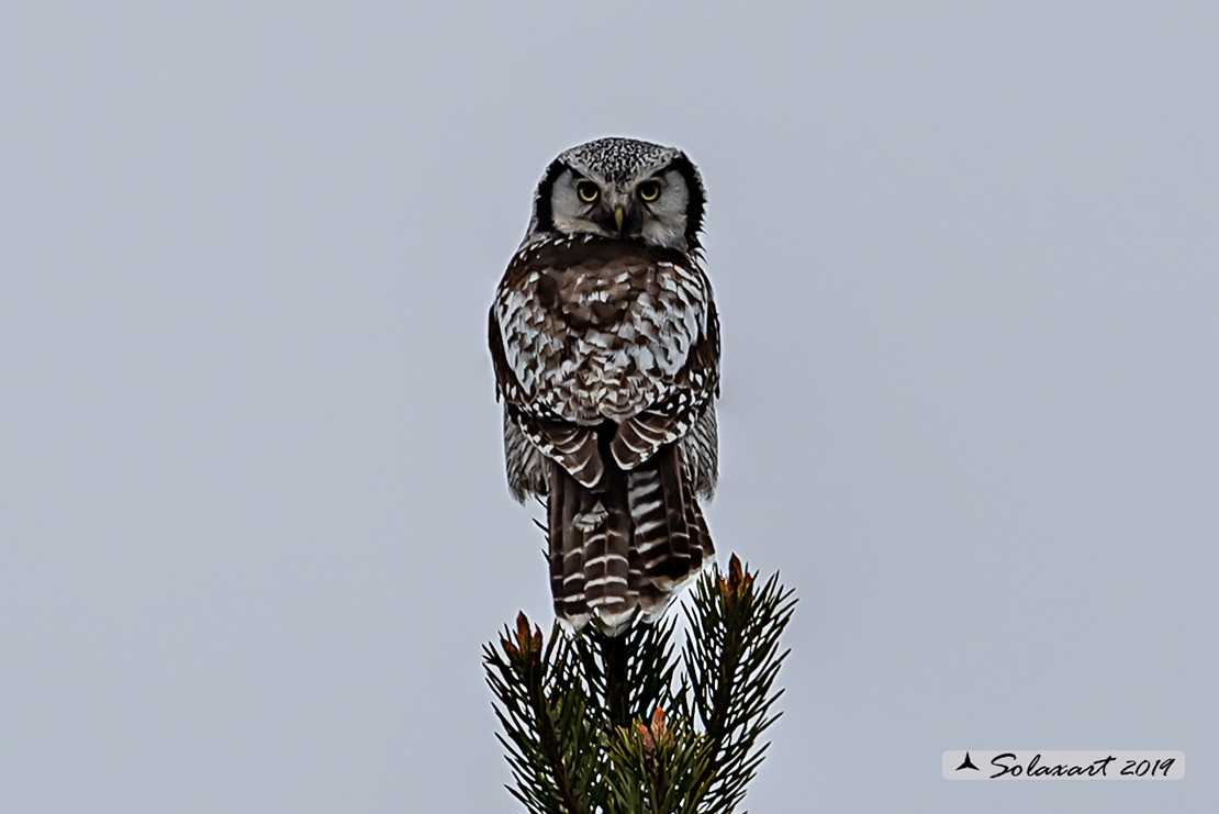 Surnia ulula - Ulula - Northern hawk-owl
