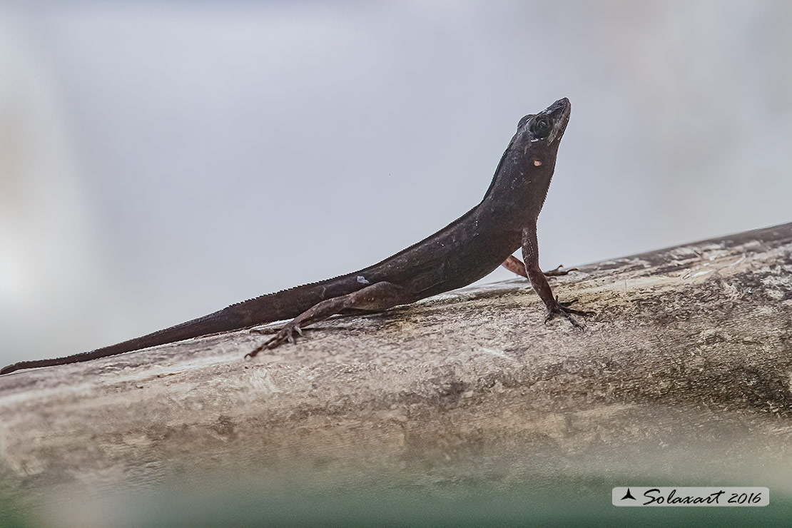 Anolis sagrei :   Anolide bruno (femmina) ;   Brown anole (female)