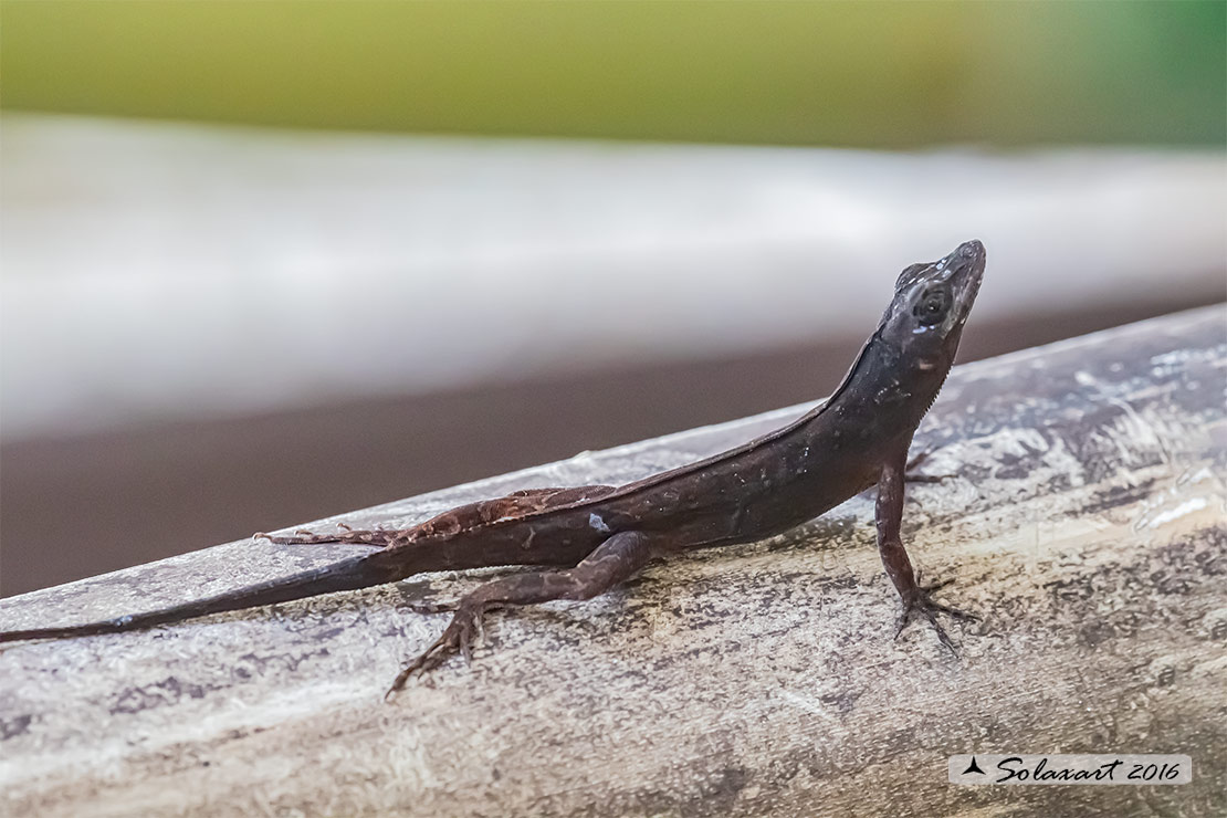 Anolis sagrei :   Anolide bruno (femmina) ;   Brown anole (female)