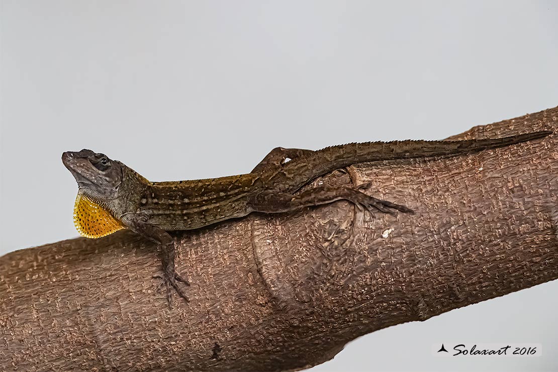 Anolis sagrei :   Anolide bruno (maschio) ;   Brown anole (male)