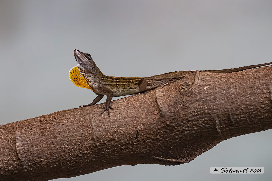 Anolis sagrei :   Anolide bruno (maschio) ;   Brown anole (male)