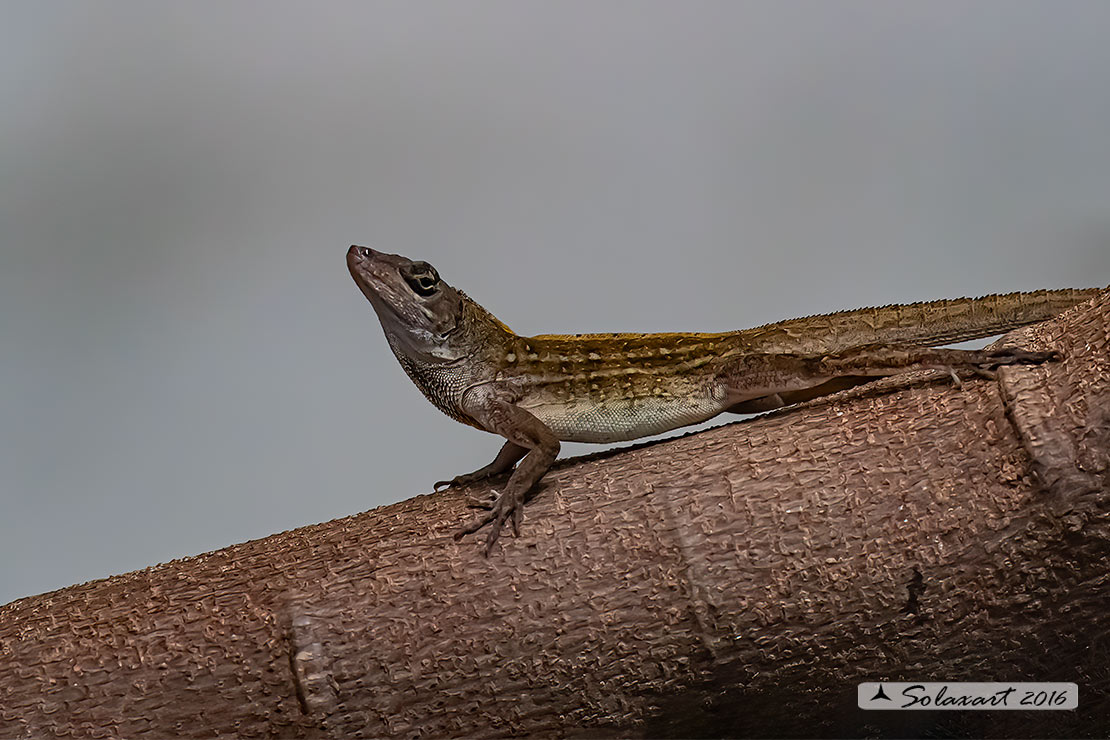 Anolis sagrei :   Anolide bruno (maschio) ;   Brown anole (male)