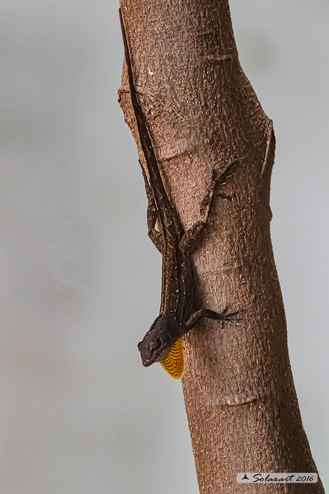 Anolis sagrei :   Anolide bruno (maschio) ;   Brown anole (male)
