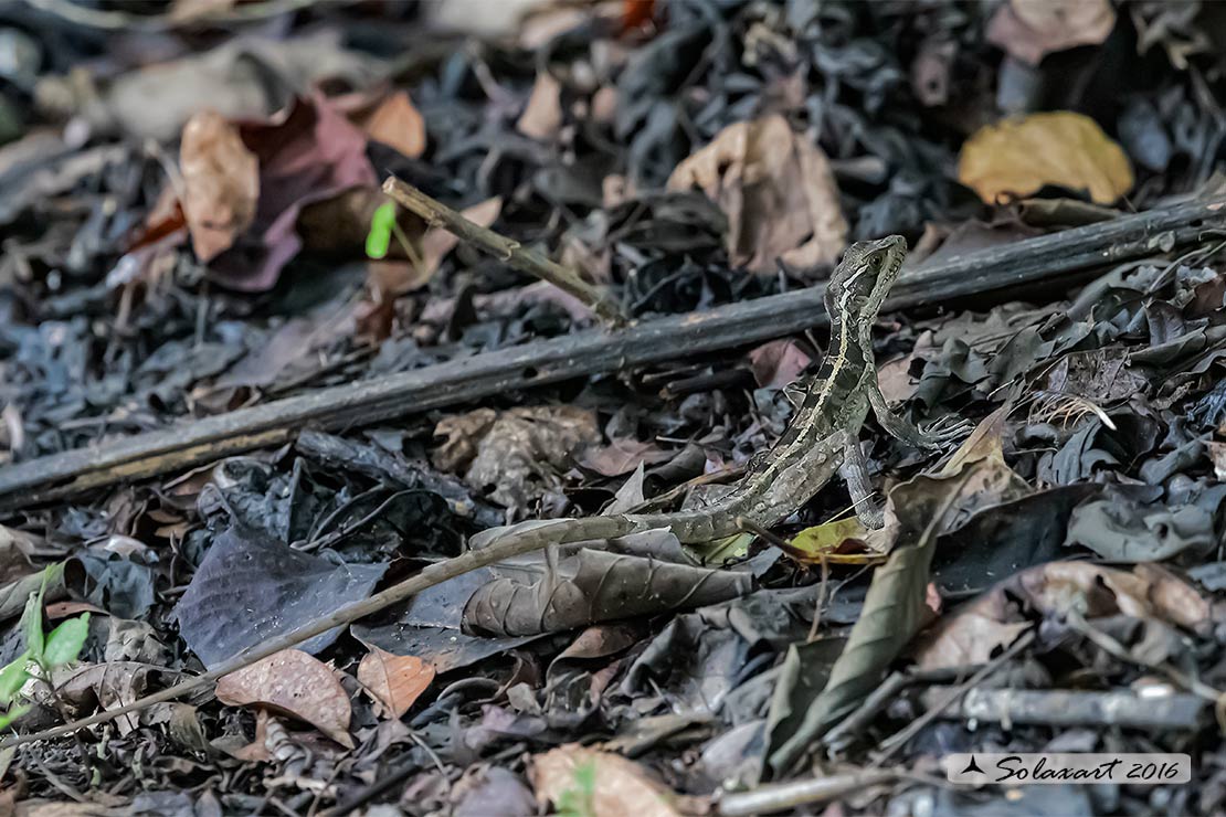 Basiliscus vittatus: Basilisco; Brown basilisk