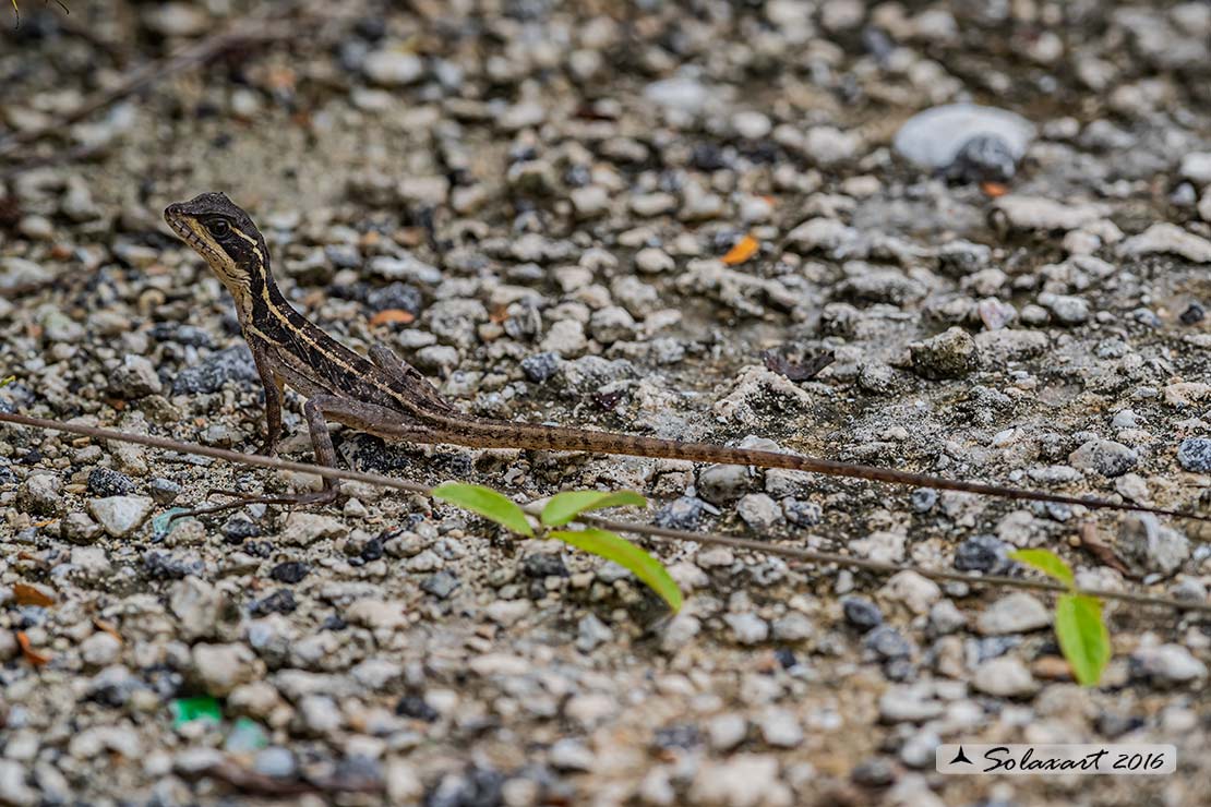 Basiliscus vittatus: Basilisco; Brown basilisk