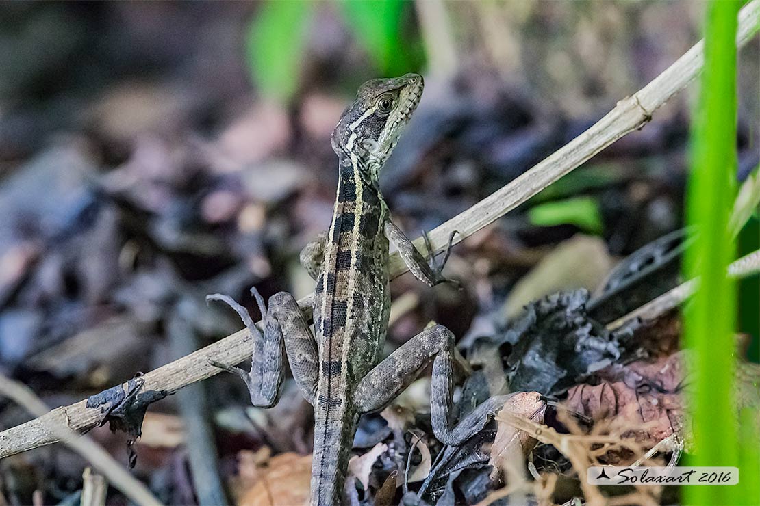 Basiliscus vittatus: Basilisco; Brown basilisk