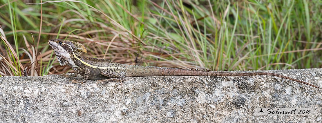 Basiliscus vittatus: Basilisco; Brown basilisk