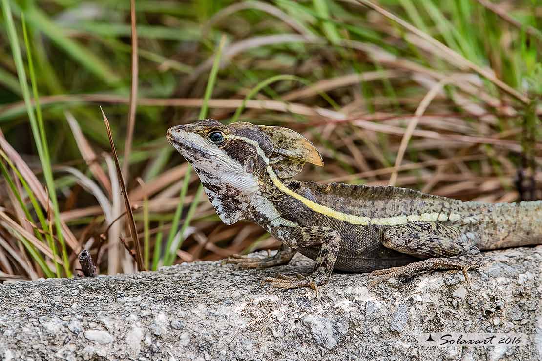 Basiliscus vittatus: Basilisco; Brown basilisk