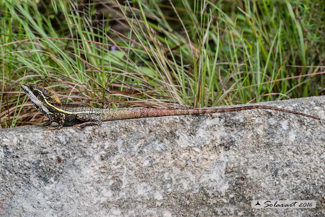 Basiliscus vittatus: Basilisco; Brown basilisk