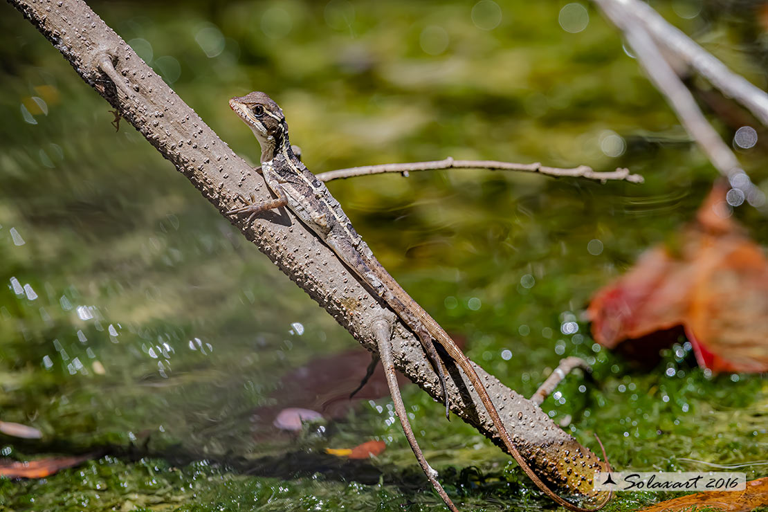 Basiliscus vittatus: Basilisco; Brown basilisk