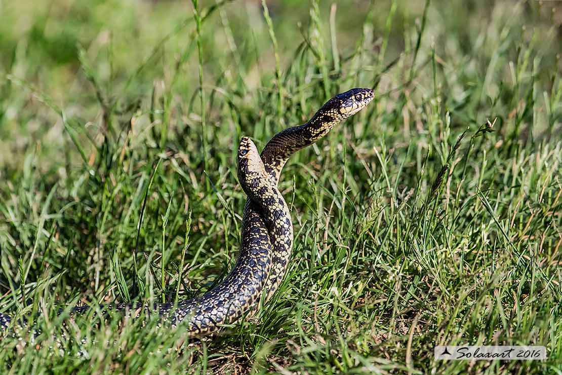 Hierophis viridiflavus :   Biacco o Milordo ;   Western Whip Snake  