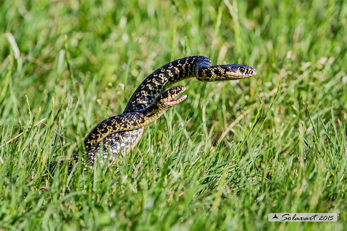 Hierophis viridiflavus :   Biacco o Milordo ;   Western Whip Snake  