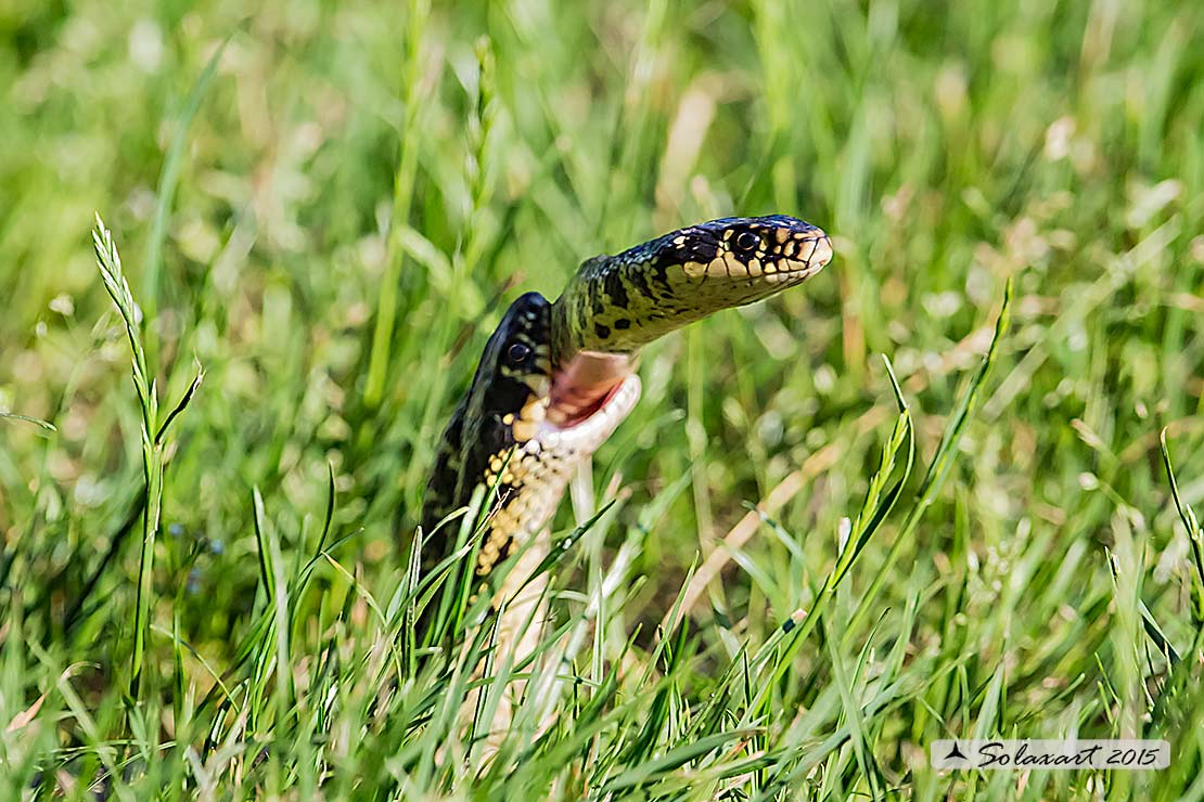 Hierophis viridiflavus :   Biacco o Milordo ;   Western Whip Snake  