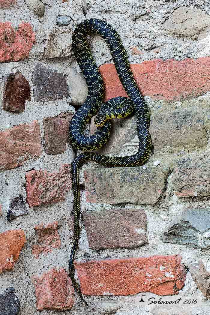Hierophis viridiflavus  -  Biacco o Milordo  -  Western Whip Snake