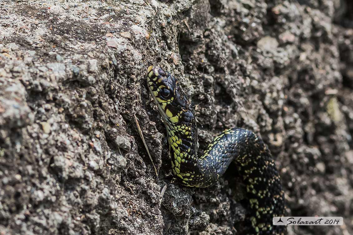 Hierophis viridiflavus  -  Biacco o Milordo  -  Western Whip Snake