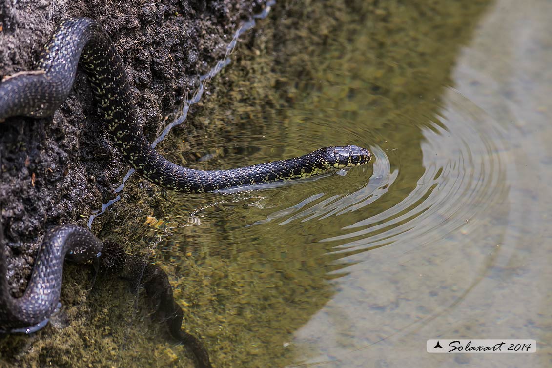 Hierophis viridiflavus  -  Biacco o Milordo  -  Western Whip Snake