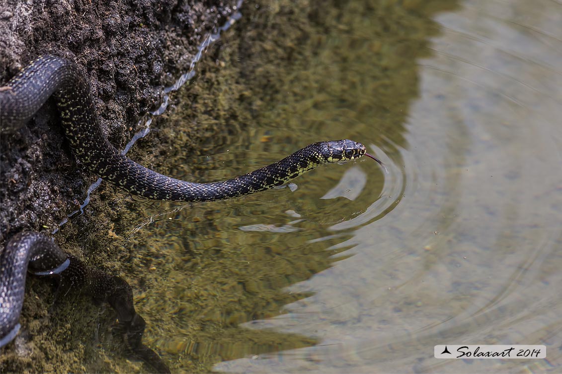 Hierophis viridiflavus  -  Biacco o Milordo  -  Western Whip Snake