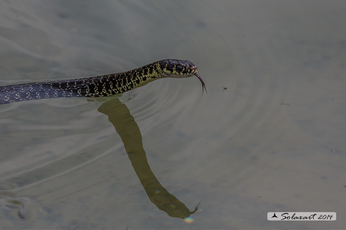 Hierophis viridiflavus  -  Biacco o Milordo  -  Western Whip Snake