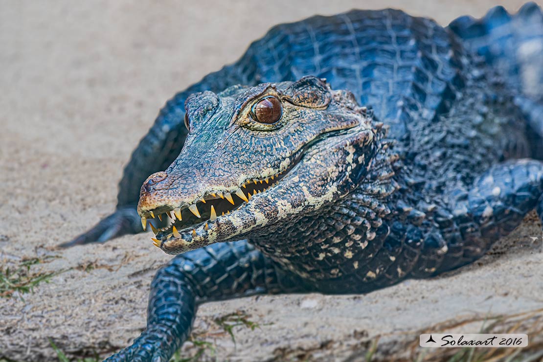 Paleosuchus palpebrosus:  Caimano Nano ;  Cuvier's dwarf caiman 