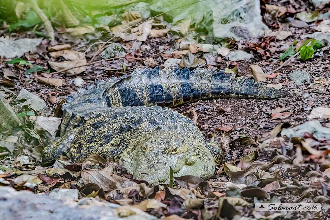 Crocodylus moreletii:  Coccodrillo Messicano ;  Morelet's crocodile 