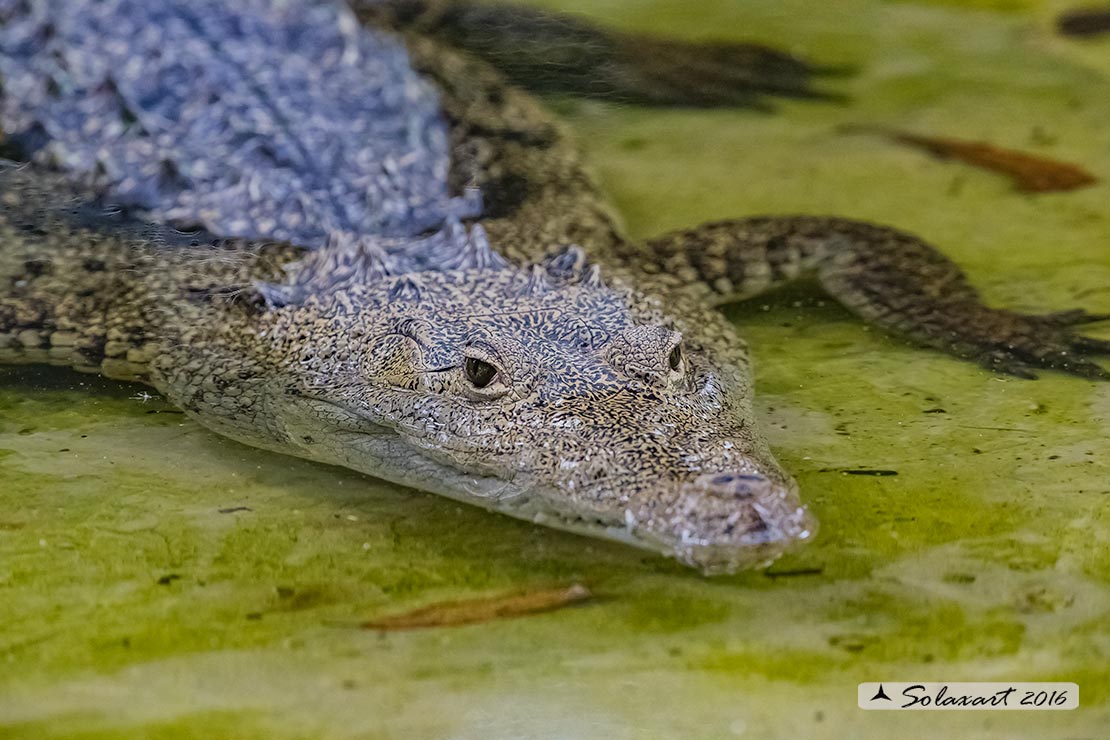 Crocodylus moreletii:  Coccodrillo Messicano ;  Morelet's crocodile 