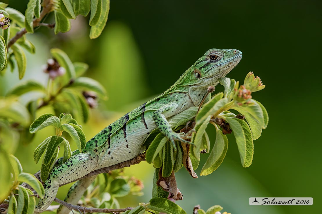 Ctenosaura similis : Iguana nera (immaturo); Black Iguana (juvenile)