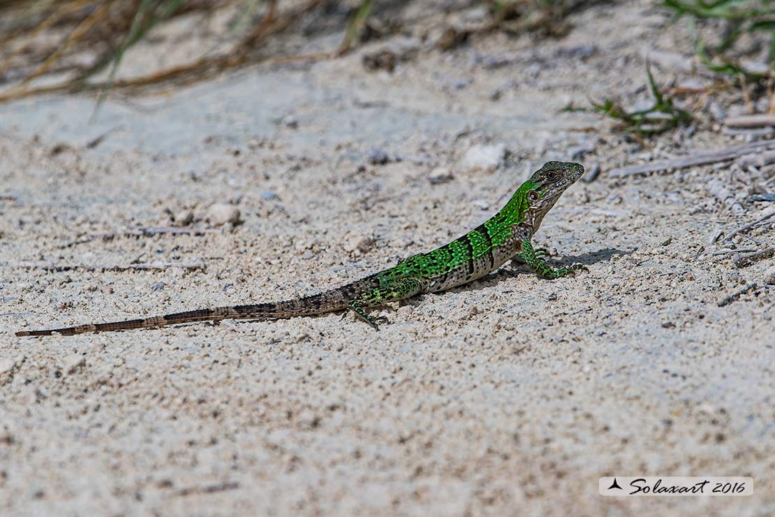 Ctenosaura similis : Iguana nera (immaturo); Black Iguana (juvenile)