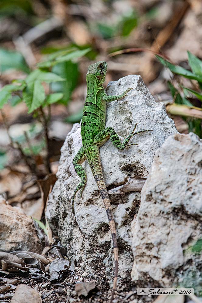 Ctenosaura similis : Iguana nera (immaturo); Black Iguana (juvenile)
