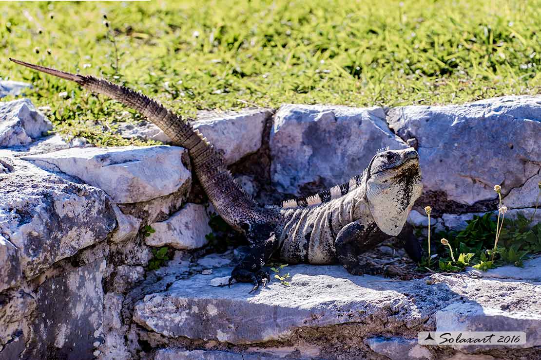 Ctenosaura similis : Iguana nera (maschio) ;  Black Iguana (male)