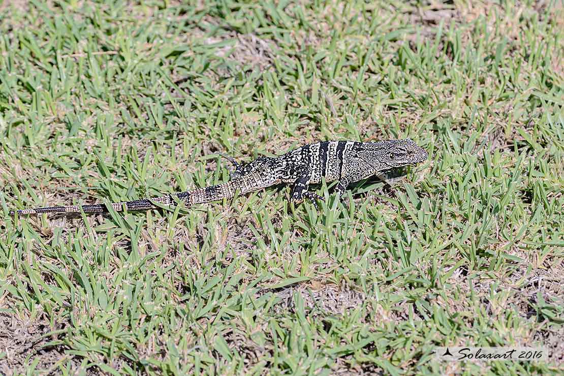 Ctenosaura similis : Iguana nera (femmina) ; Black Iguana (female)